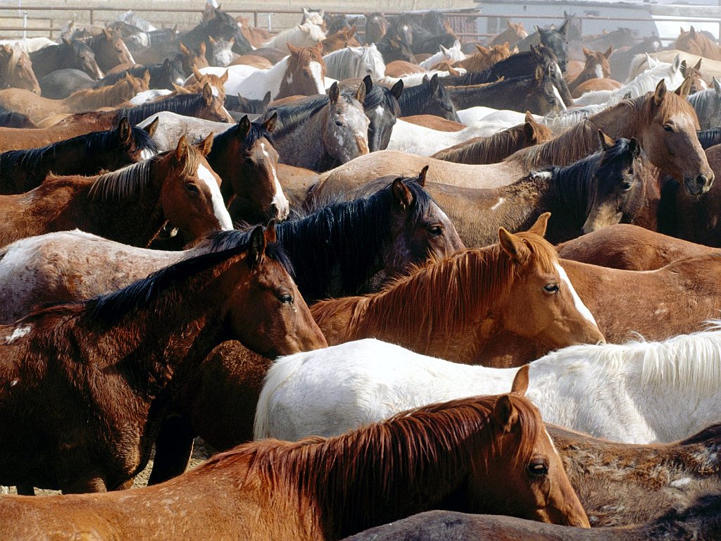 Mantle Horses, Wyoming